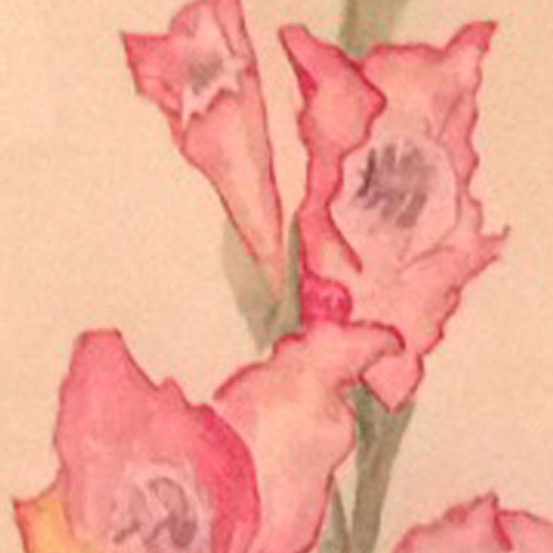 watercolor iris