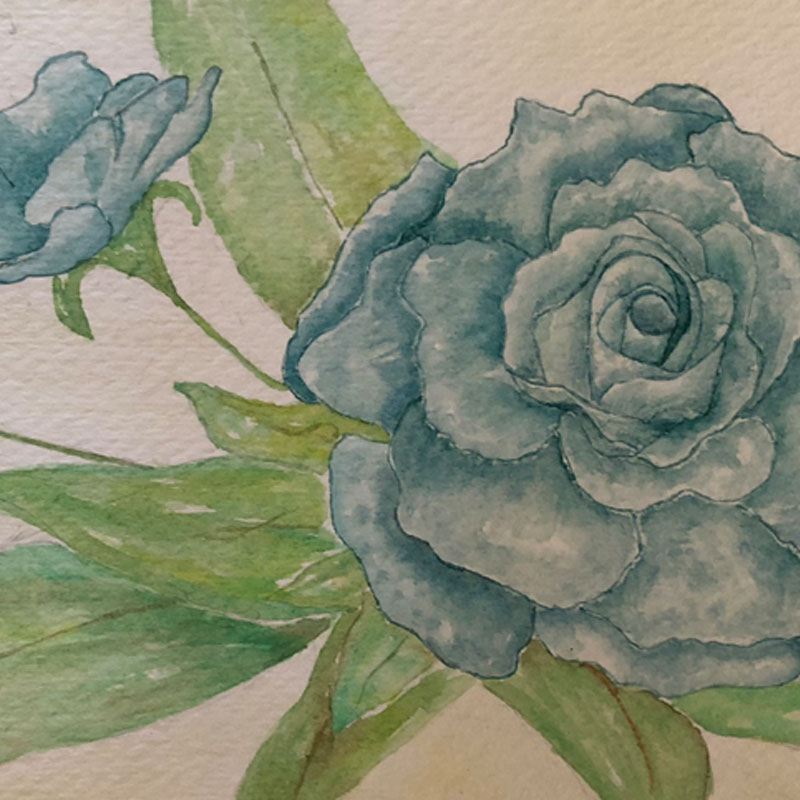 watercolor rose